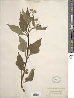 Wedelia filipes image