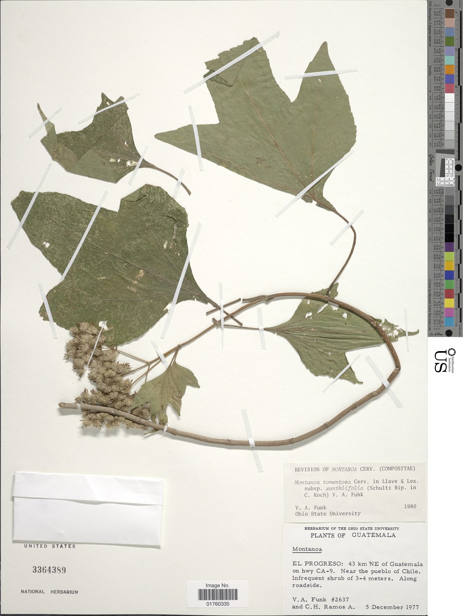Montanoa tomentosa subsp. xanthiifolia image