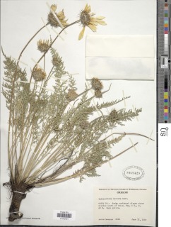 Balsamorhiza hirsuta image