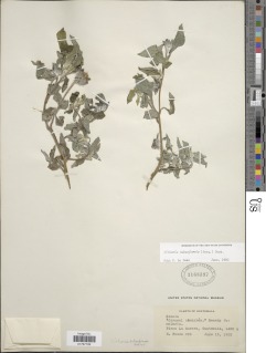 Tithonia tubaeformis image