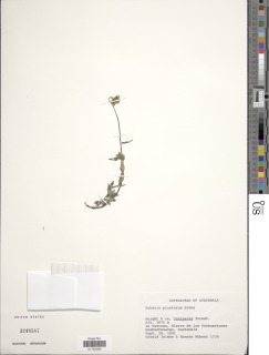 Sabazia pinetorum image