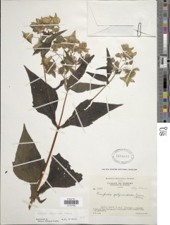 Image of Rumfordia guatemalensis