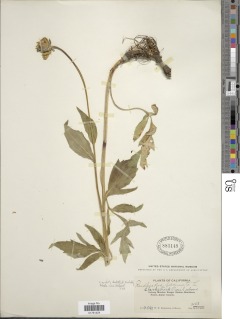 Image of Rudbeckia laciniata