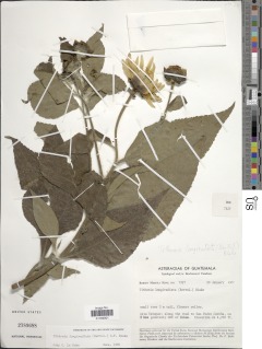 Tithonia longiradiata image