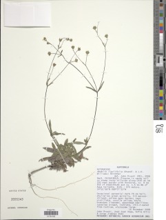 Image of Wedelia ligulifolia