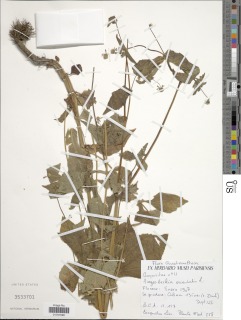 Image of Sigesbeckia orientalis