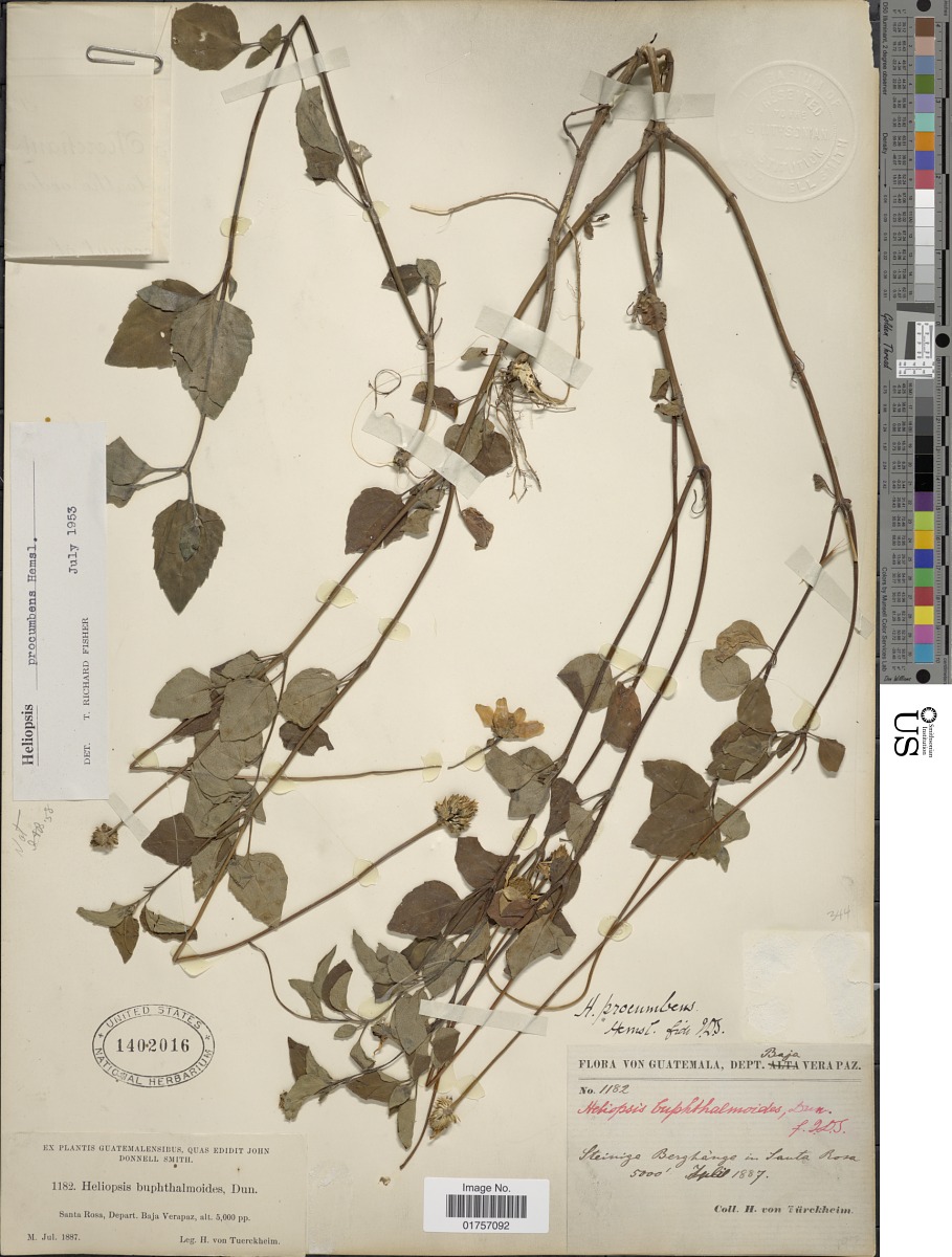 Heliopsis procumbens image