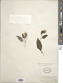 Sclerocarpus divaricatus image