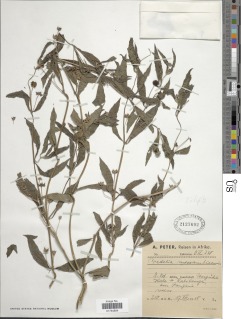 Aspilia mossambicensis image