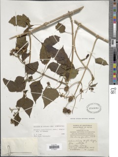 Image of Montanoa atriplicifolia
