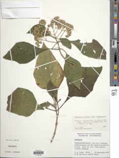 Montanoa tomentosa subsp. xanthiifolia image