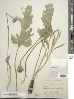 Balsamorhiza terebinthacea image