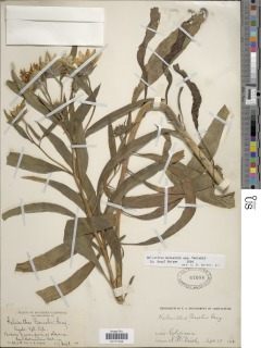 Helianthus nuttallii subsp. parishii image