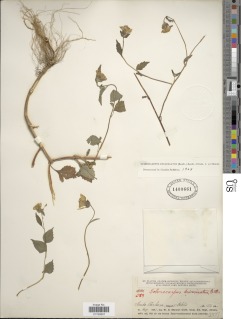 Sclerocarpus divaricatus image
