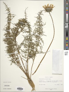 Balsamorhiza hirsuta image