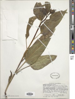 Wyethia reticulata image