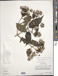 Montanoa atriplicifolia image