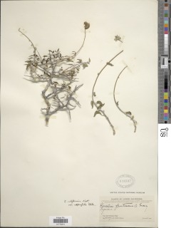 Encelia asperifolia image