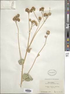 Bahiopsis reticulata image
