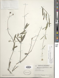 Image of Melanthera angustifolia