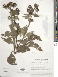 Tithonia longiradiata image