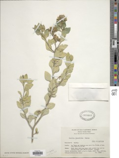 Image of Encelia densifolia