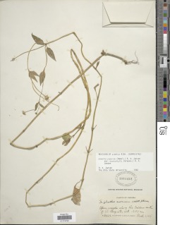 Acmella papposa var. macrophylla image