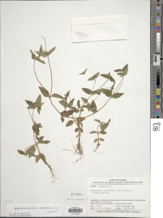 Eleutheranthera ruderalis image