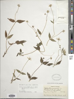 Acmella papposa var. macrophylla image