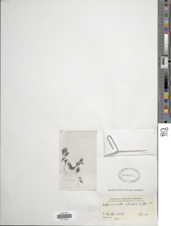 Hoffmanniella silvatica image