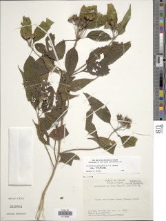 Lasianthaea fruticosa image