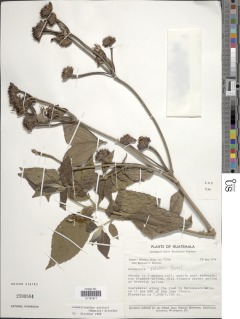 Lundellianthus salvinii image