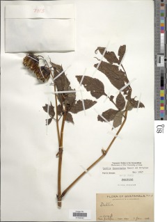 Image of Dahlia imperialis
