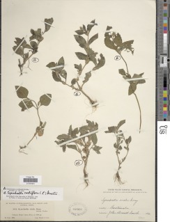 Calyptocarpus wendlandii image