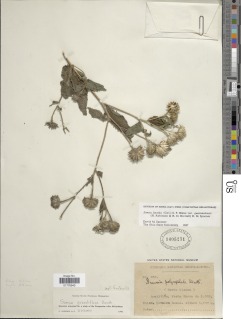 Simsia foetida var. grandiflora image