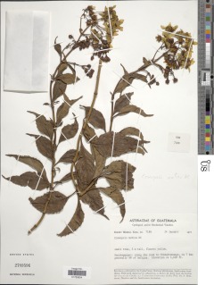 Electranthera mutica image