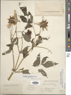 Dahlia imperialis image