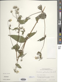 Lundellianthus guatemalensis image