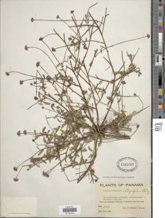 Chrysanthellum integrifolium image