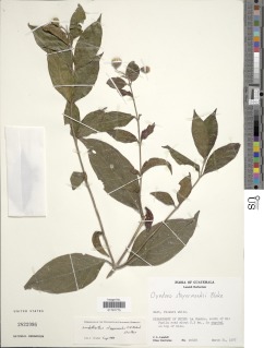 Lundellianthus steyermarkii image