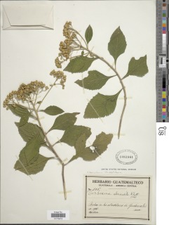 Image of Verbesina agricolarum