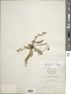 Image of Chrysanthellum integrifolium