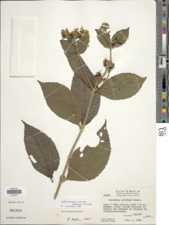 Lundellianthus salvinii image
