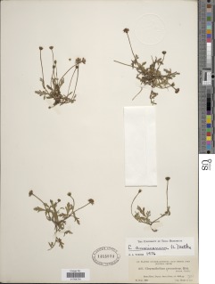 Image of Chrysanthellum americanum