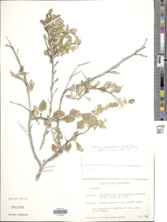 Ambrosia cheiranthifolia image