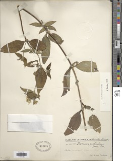 Image of Lundellianthus guatemalensis