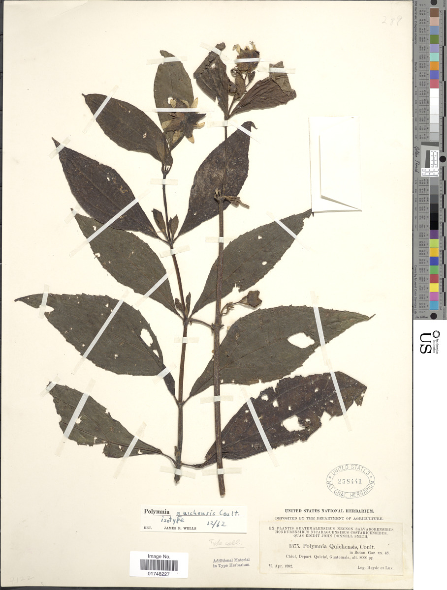 Smallanthus quichensis image