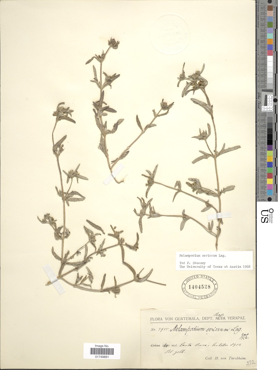 Melampodium sericeum image