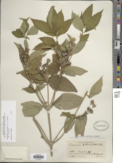 Image of Zexmenia frutescens