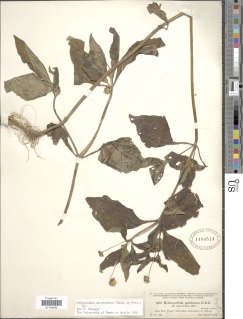 Melampodium divaricatum image